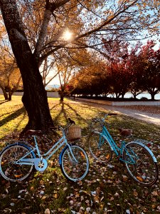 Two Teal Bicycles Near A Tree photo