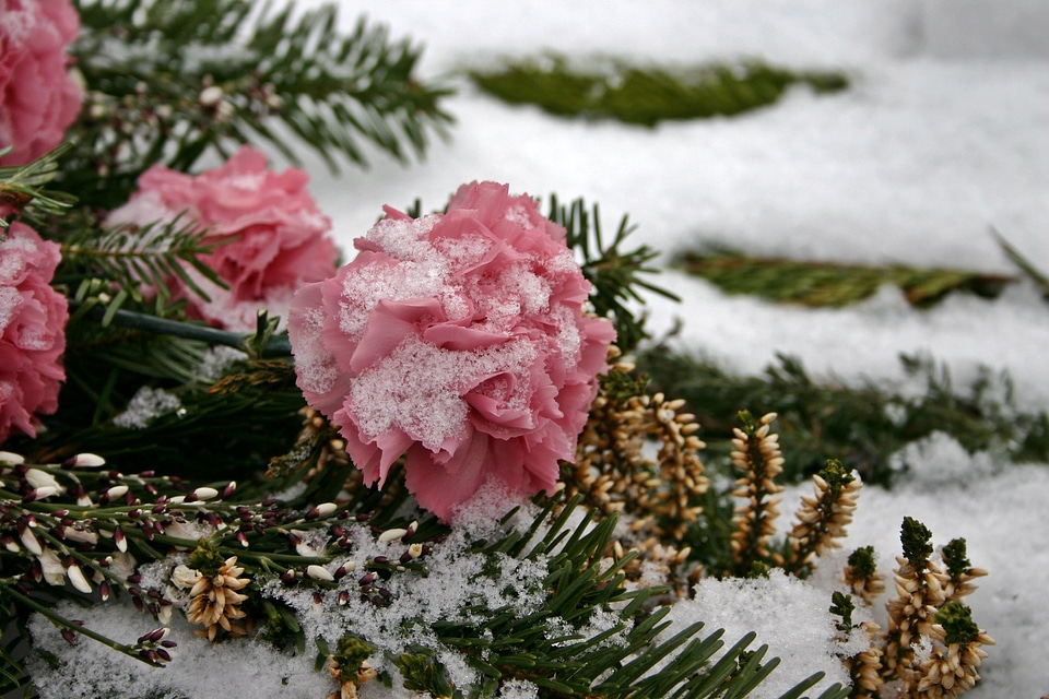 Flower plant nature