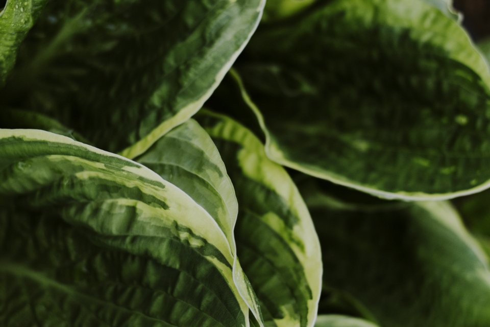 Green Leafed Plant In Shallow Photography