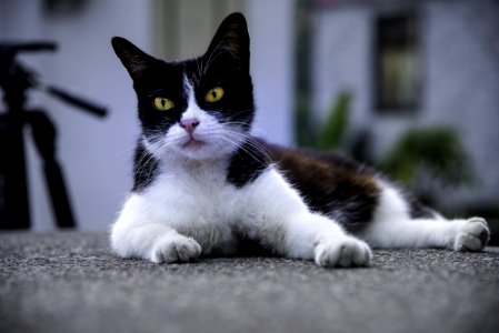 Cat Lying On Ground photo