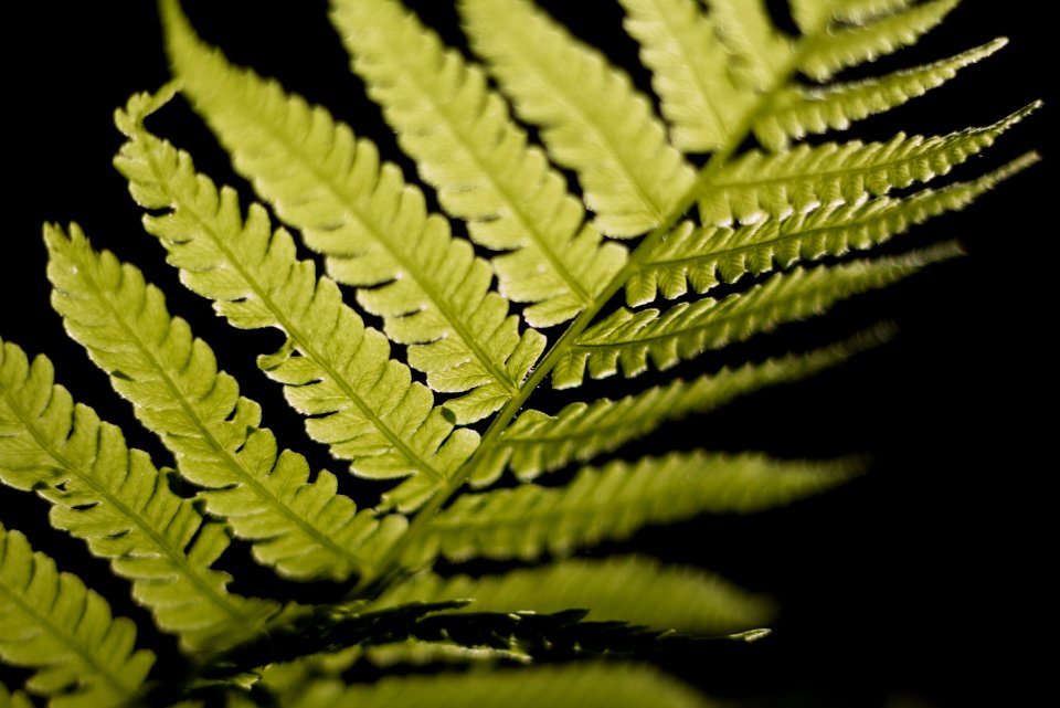 Selective Focus Photo Of Linear Leaf Plant