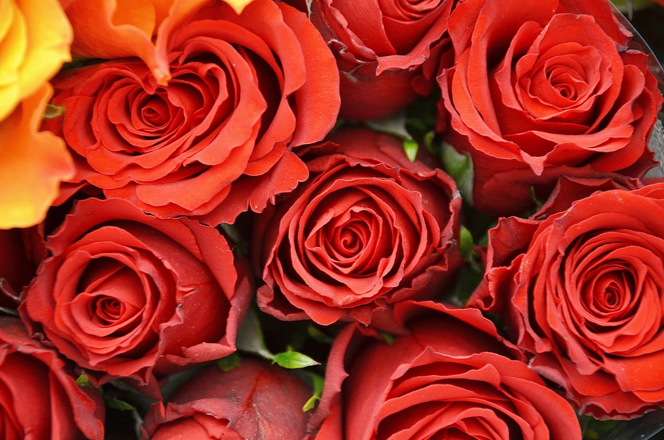 Roses family rose