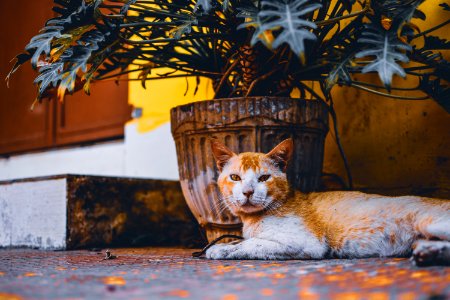 Short-fur Orange And White Cat Lies Next To Beige Plant Pot With Green Leaf Plant photo