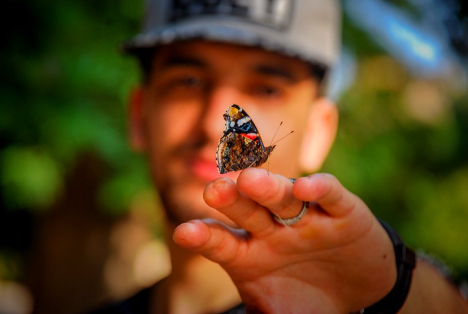 Brown And Black Butterfly On Mans Hand