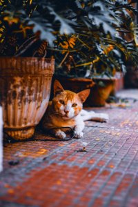 Brown Cat Near Grey Vase photo