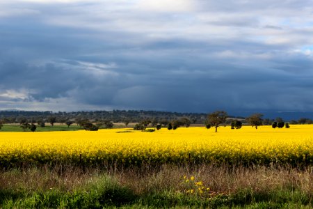 Photography Of Flower Field Under Cloudy Sky photo