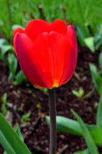 Selective Focus Photo Of Red Tulip photo