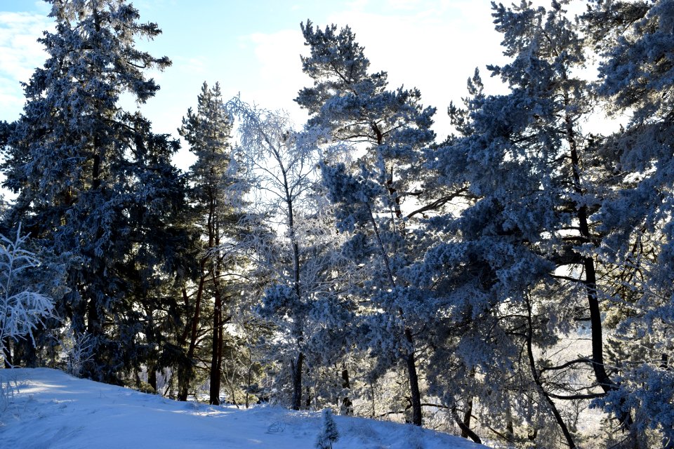 Photography Of Trees During Winter