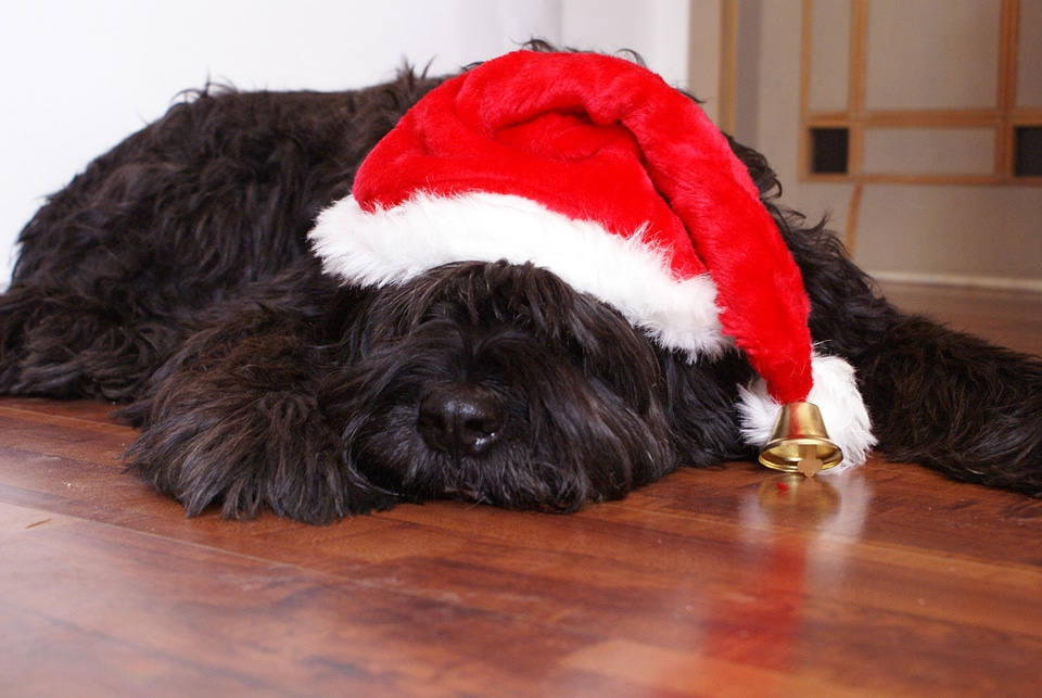 Dog christmas cap