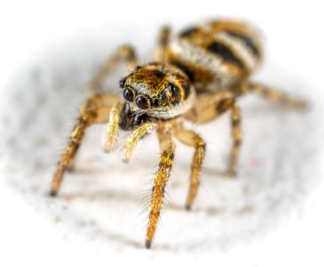 Close-Up Photo Spider
