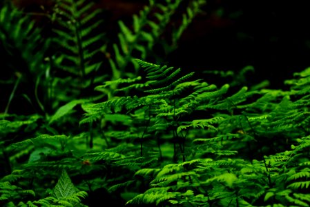 Selective Focus Photography Of Fern Plant photo
