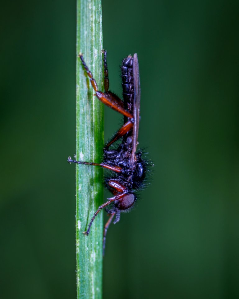 Black And Brown Robber Fly