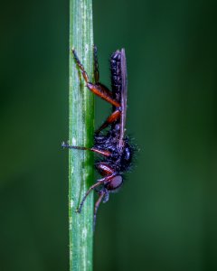 Black And Brown Robber Fly photo