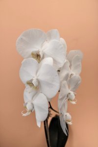 White Flowers