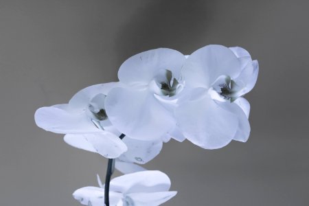 White Petaled Flowers photo