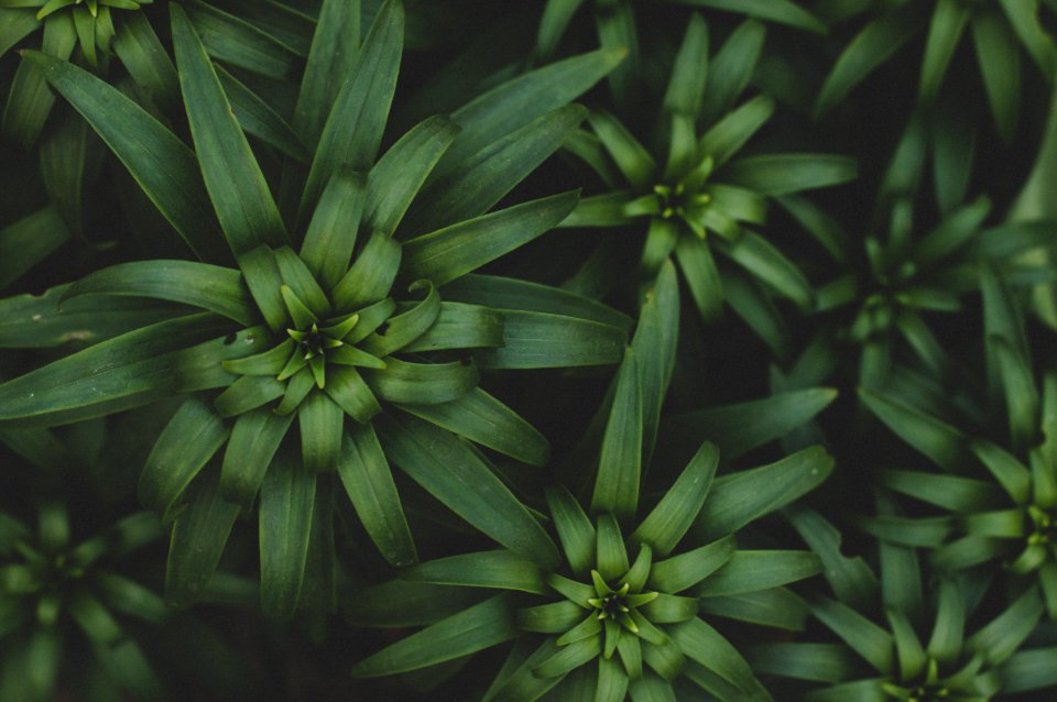Green Plants