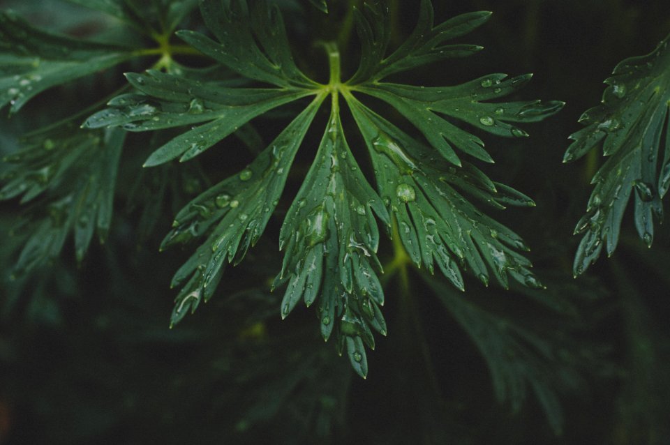 Photo Of Green Leaf With Drops Of Water