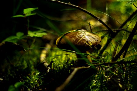 Shallow Focus Photography Of Brown Mushroom photo