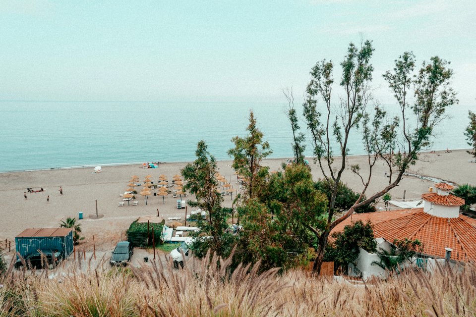 Trees By The Beach