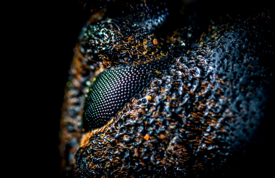 Macro-photography Of Black And Brown Skin