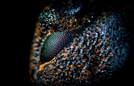 Macro-photography Of Black And Brown Skin