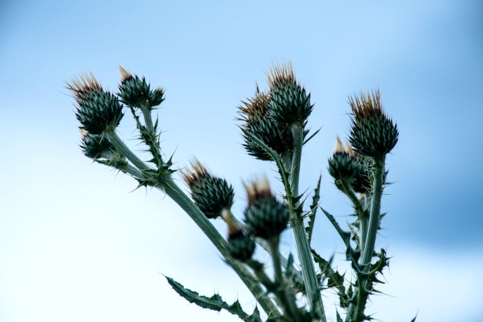 Green Thistle Flower Buds Pin Bloom At Daytime
