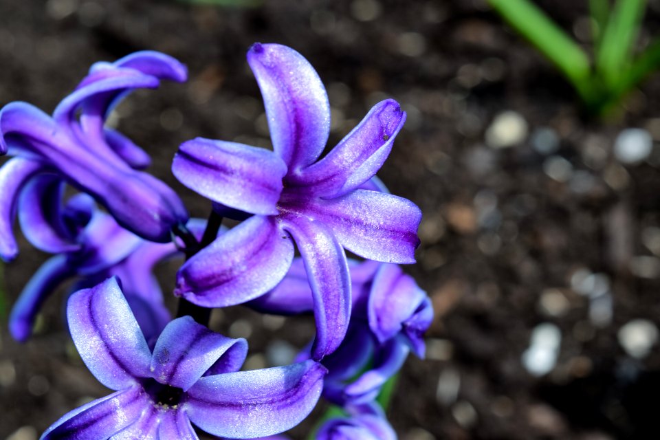 Selective Focus Photography Larkspurs Flower