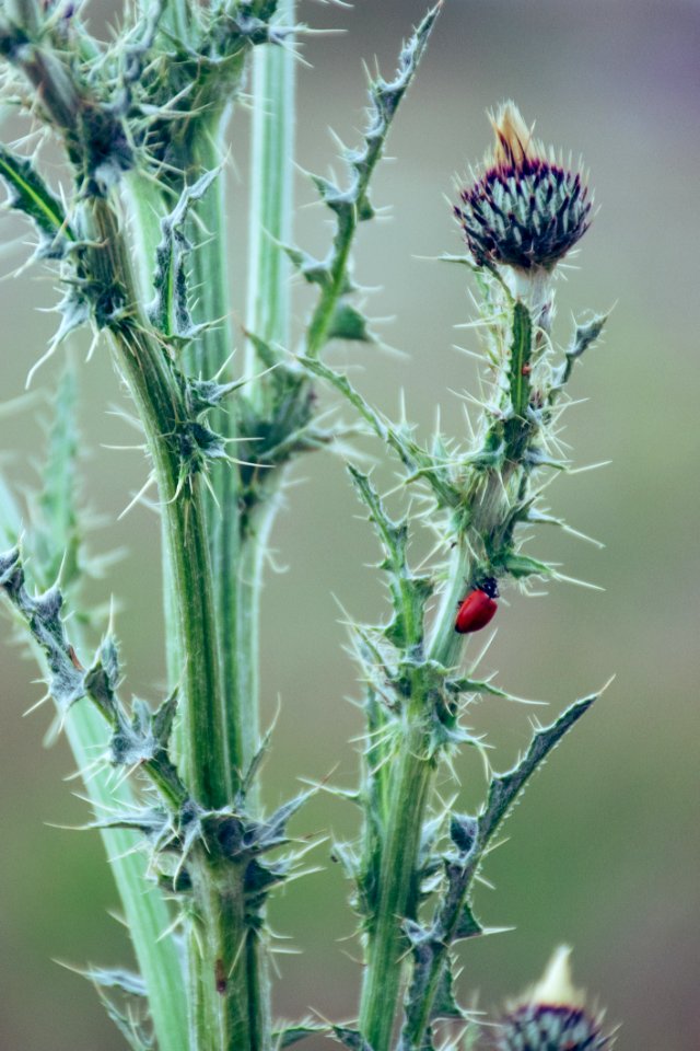 Shallow Focus Photography Of Flowers photo