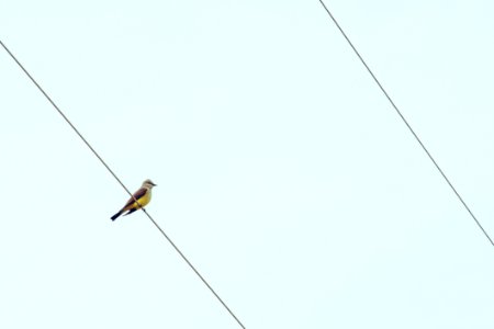 Bird On Cable Wire photo