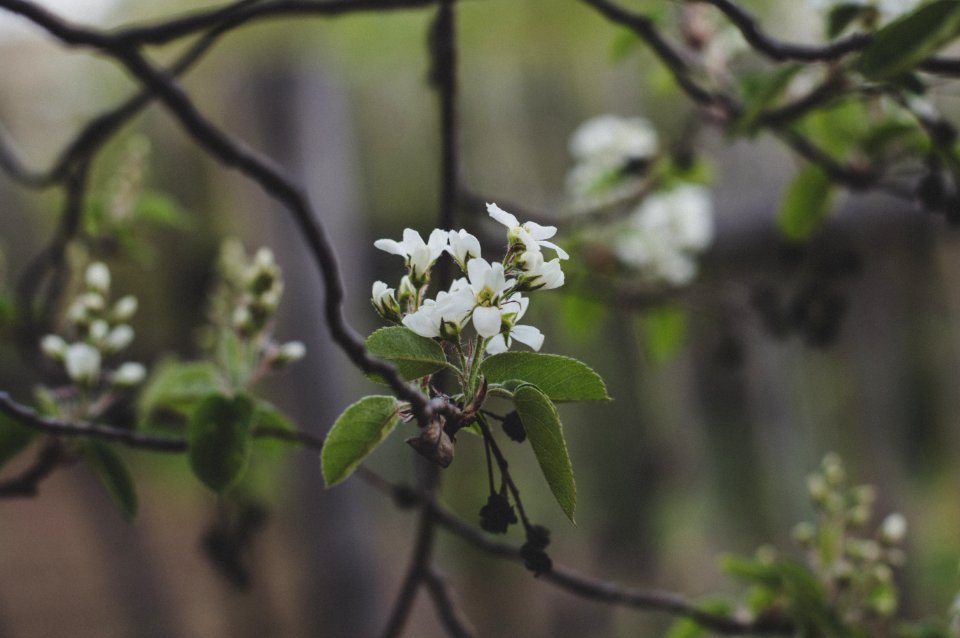 White Cherry Blossoms In Bloom