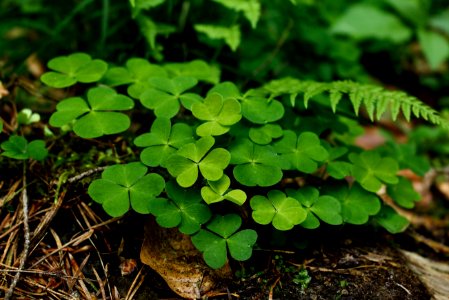 Green Plant Close Up Photography