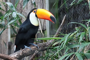 Zoo exotic beak photo