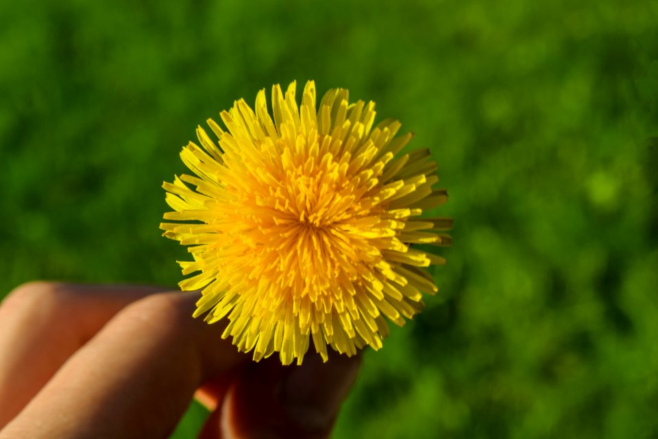 Yellow Dandelion Flower photo