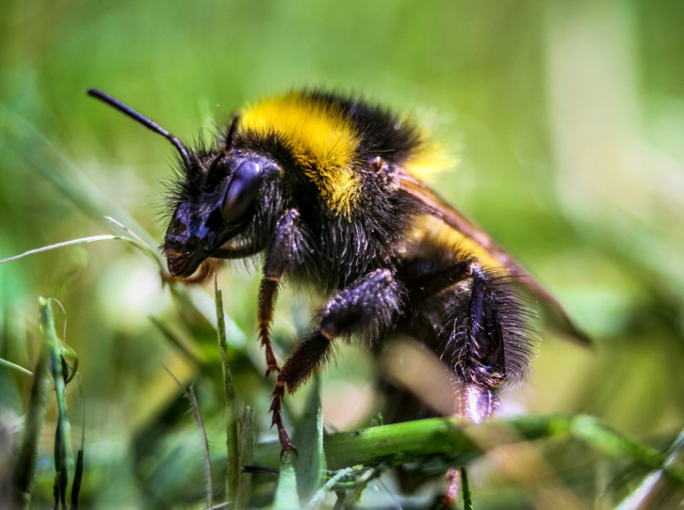Close Up Photography Of Honeybee Perching On Leaf