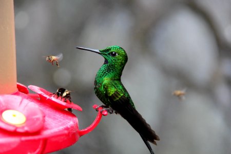 Photo Of Green And Black Hummingbird Perched On Red Branch photo