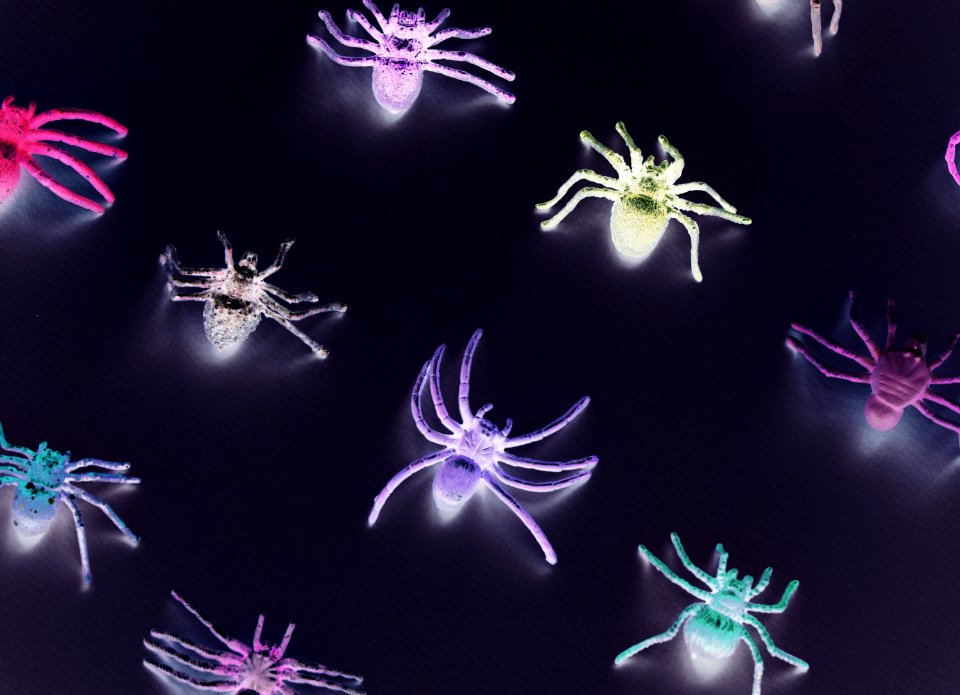 Animal Arachnid Artificial