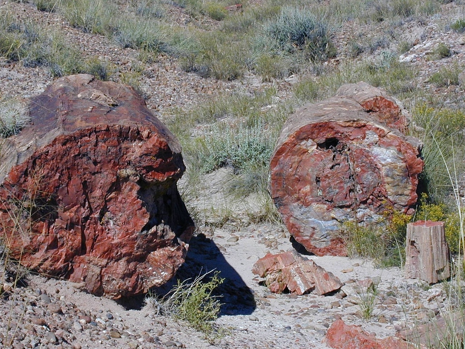 Fossils petrified tree arizona
