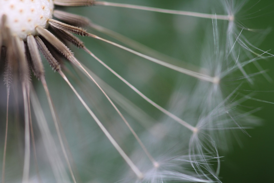 Seeds plant wild flowers