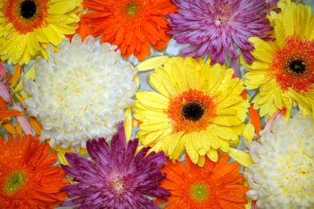 African Daisy Attractive