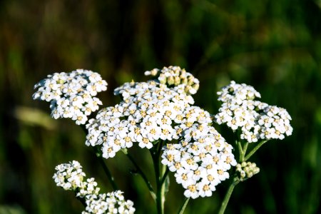 Selective Photography Of White Petaled Flowers At Daytime