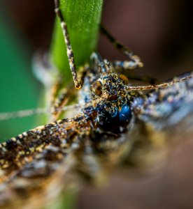 Close-up Photography Of Brown Winged Insect On Leaf Stem photo