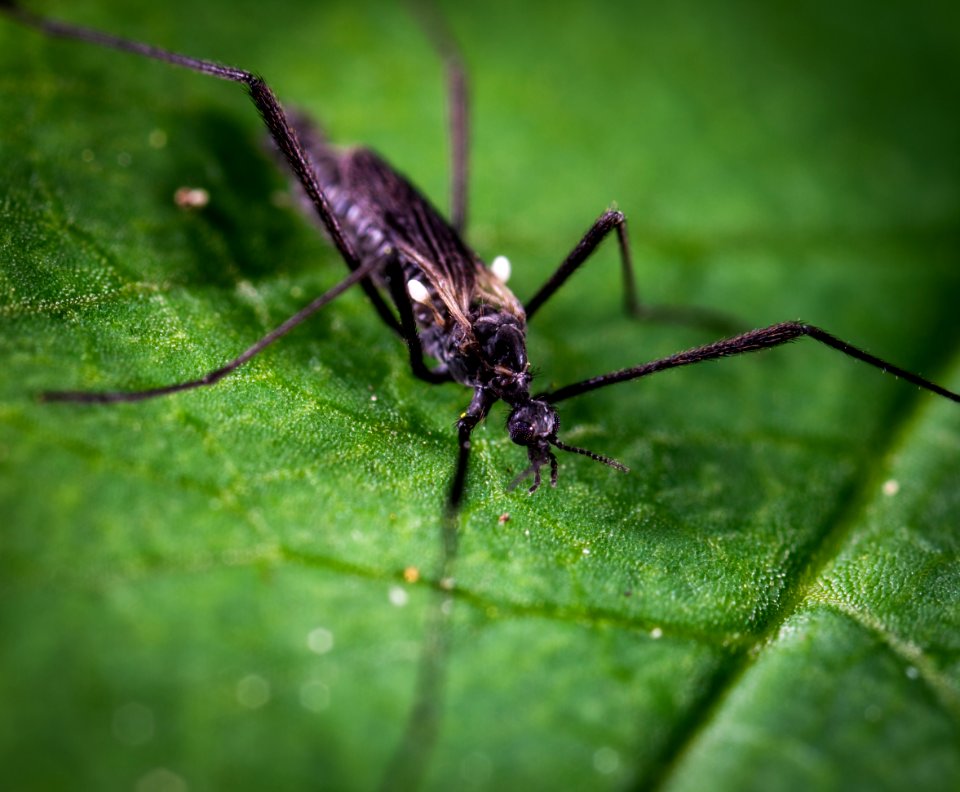 Black And Brown Crawling Insect On Green Leaf