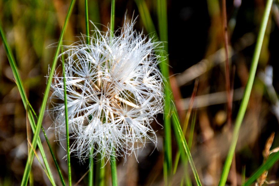 White Dandelion Flower At Daytime