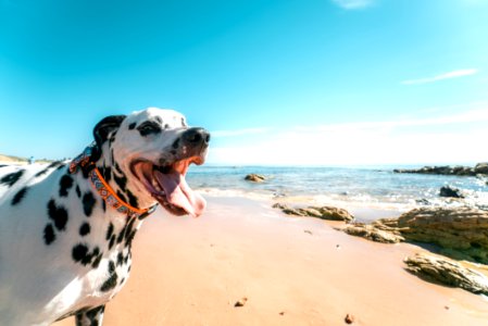 Photography Of A Dog On Seashore
