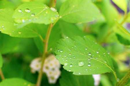 Water Droplets On Green Leaves