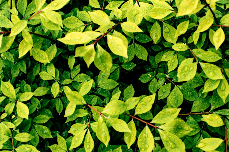 Green Leafed Plant