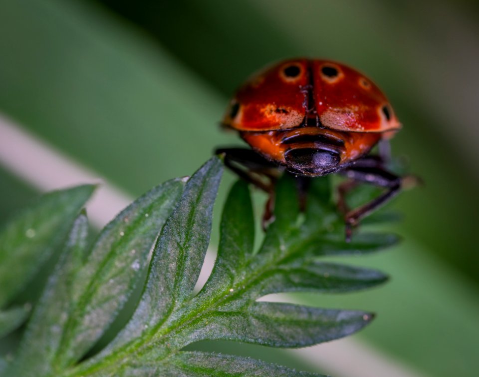 Close-up Photography Of Red And Black Ladybug