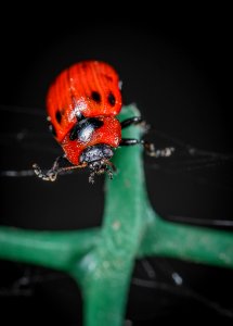 Ladybug On Green Leaf Plant