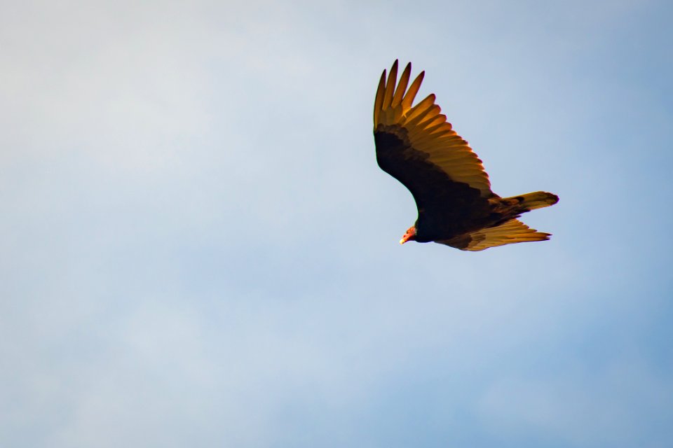Brown And Yellow Bird Flying In The Sky