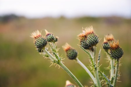 Selective Focus Photo Of Green Thistle Buds At Daytime photo